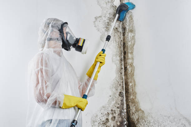 Best Mold Damage Repair  in Pirtleville, AZ