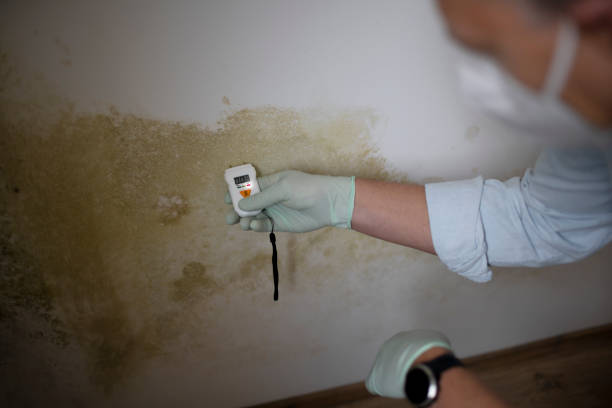 Professional Mold Removal in Pirtleville, AZ