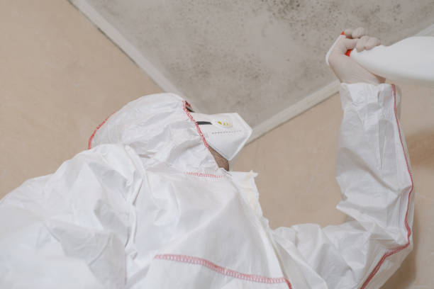 Best Mold Removal Process  in Pirtleville, AZ