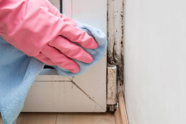 Office Mold Removal Services in Pirtleville, AZ